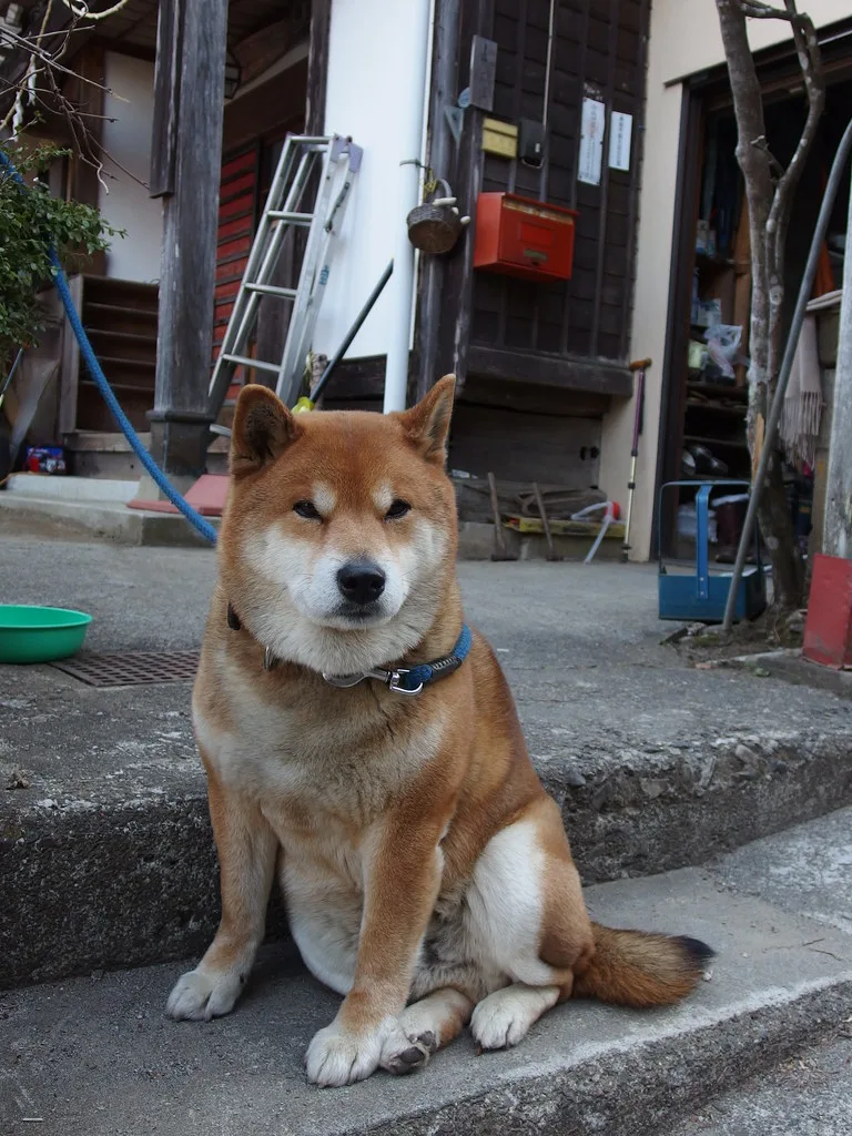 Shiba Inu 2