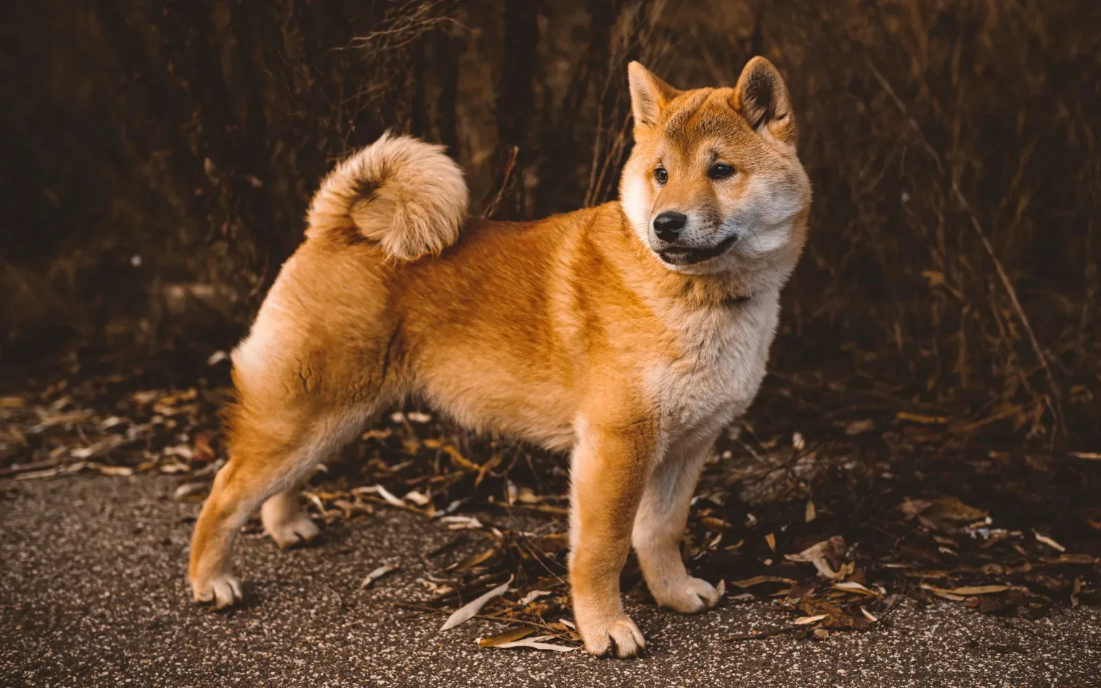 Shiba Inu 3