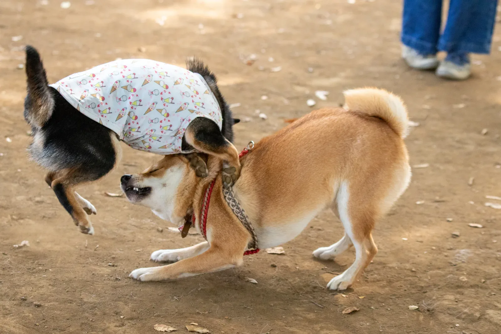Shiba Inu 4