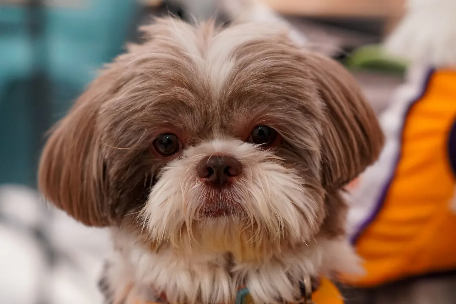 Shih Tzu 1