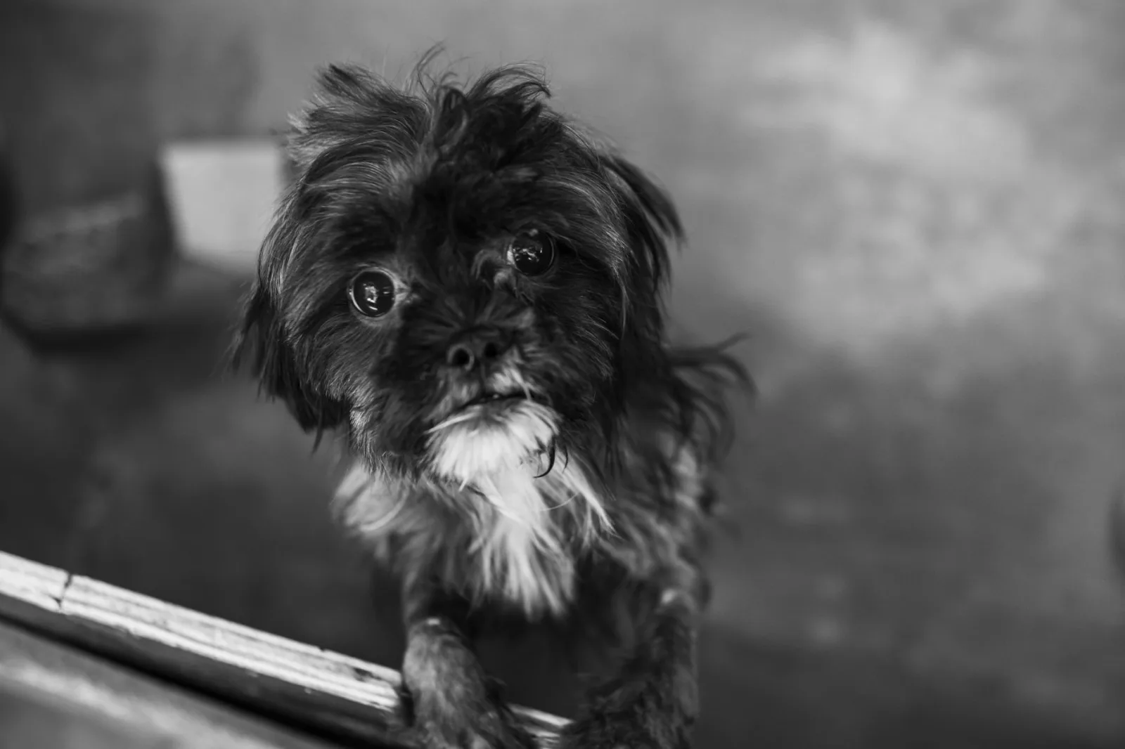 Shih Tzu 10