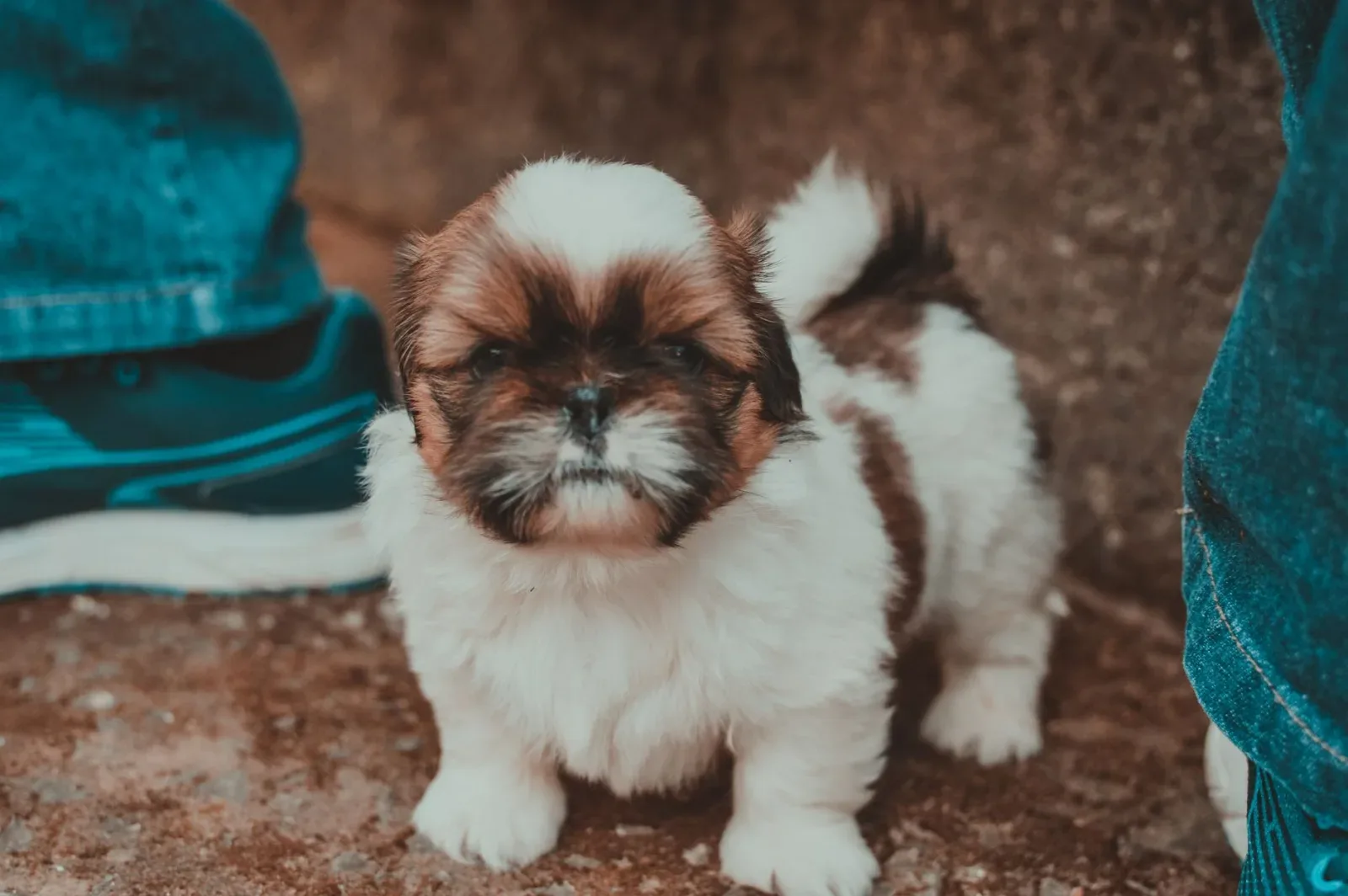 Shih Tzu 2