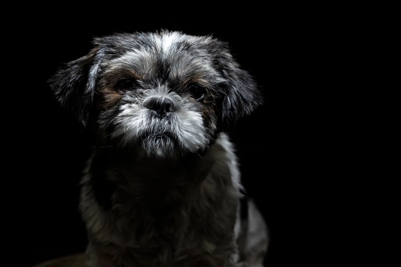 Shih Tzu 3