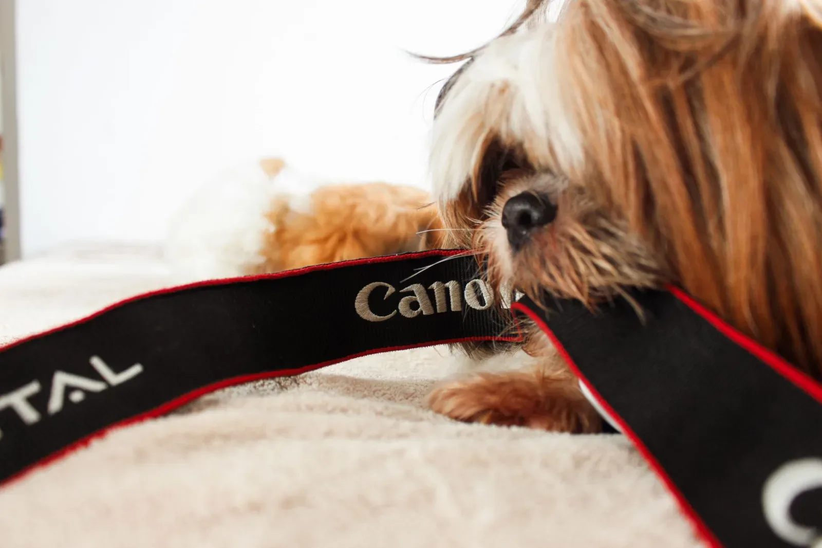 Shih Tzu 4