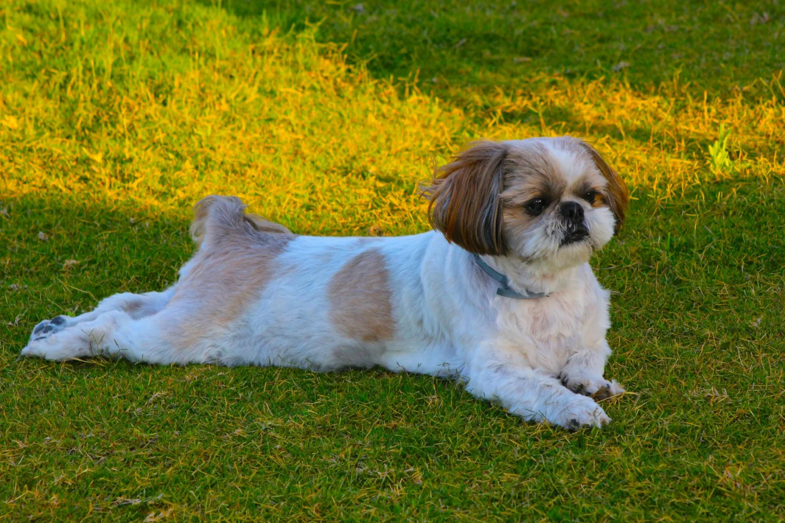 Shih Tzu 5