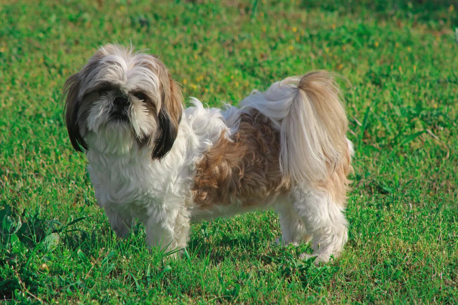 Shih Tzu 6