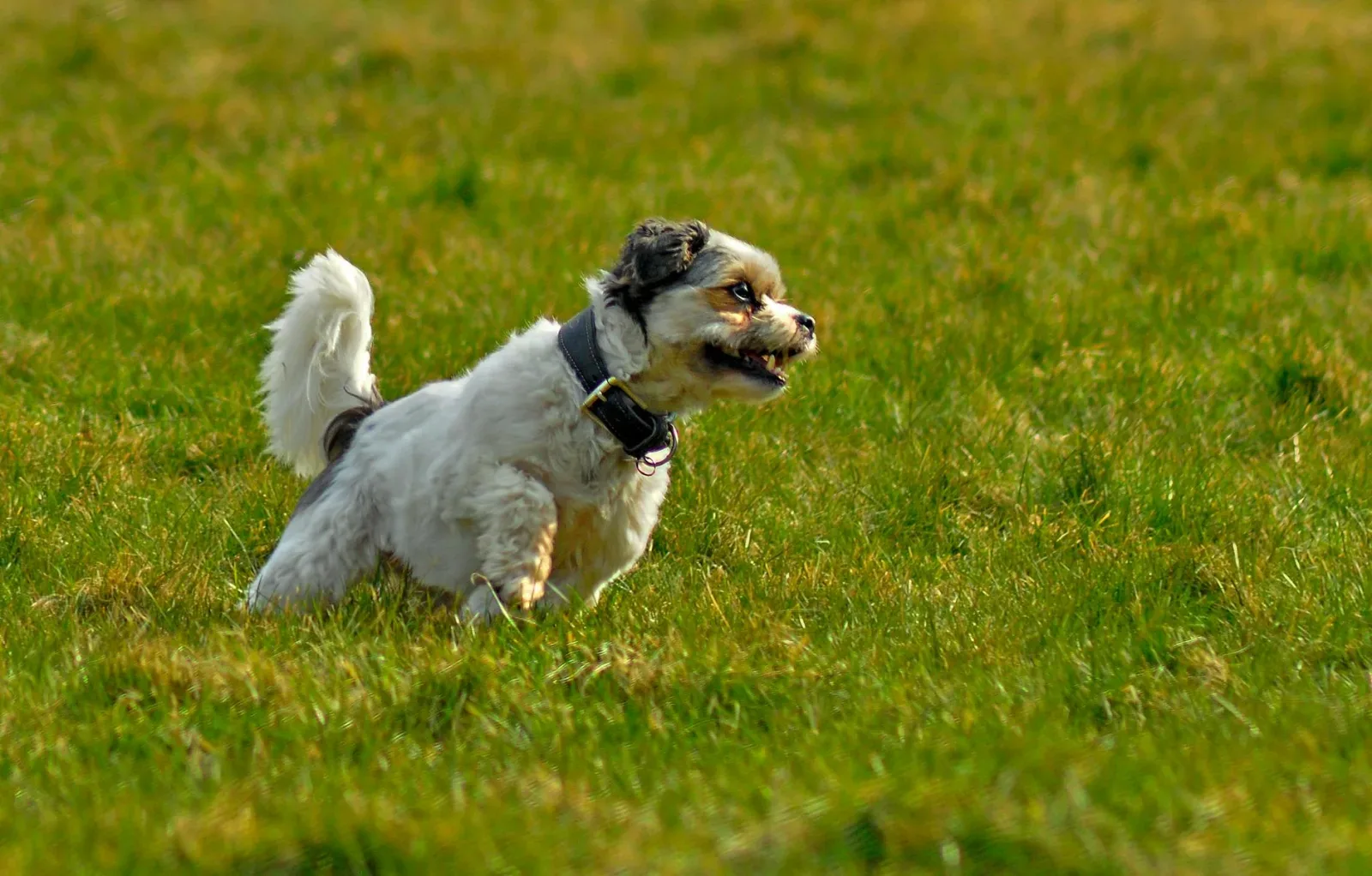 Shih Tzu 7