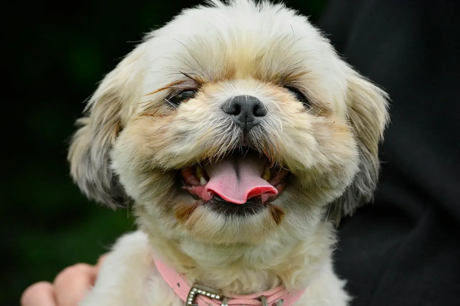 Shih Tzu 8