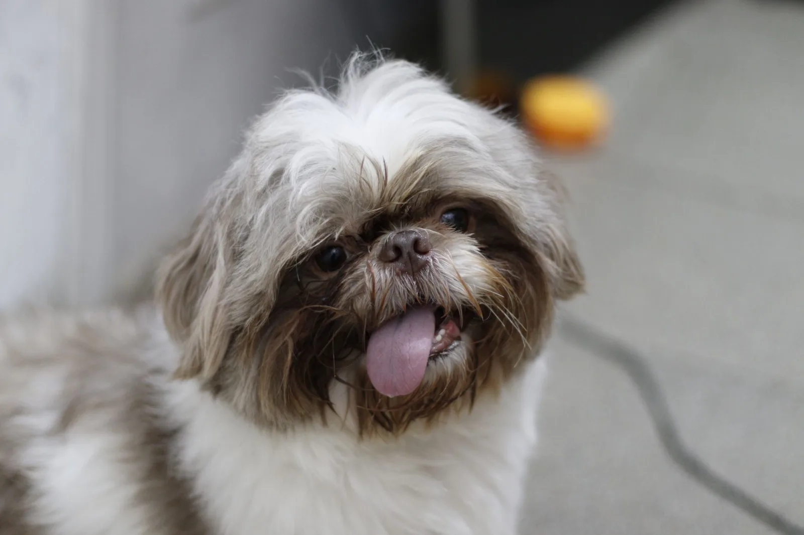 Shih Tzu 9