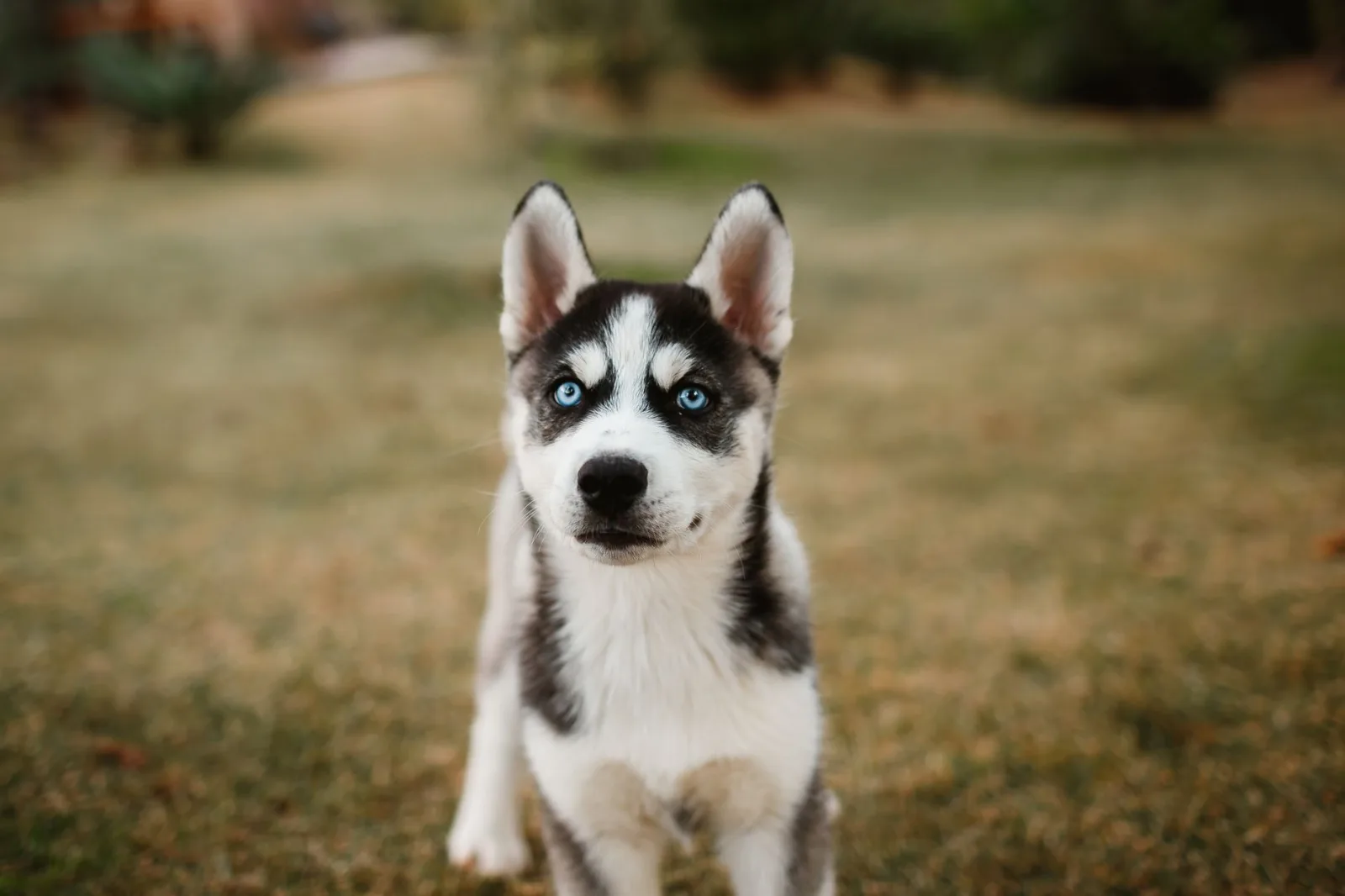 Siberian Husky 1