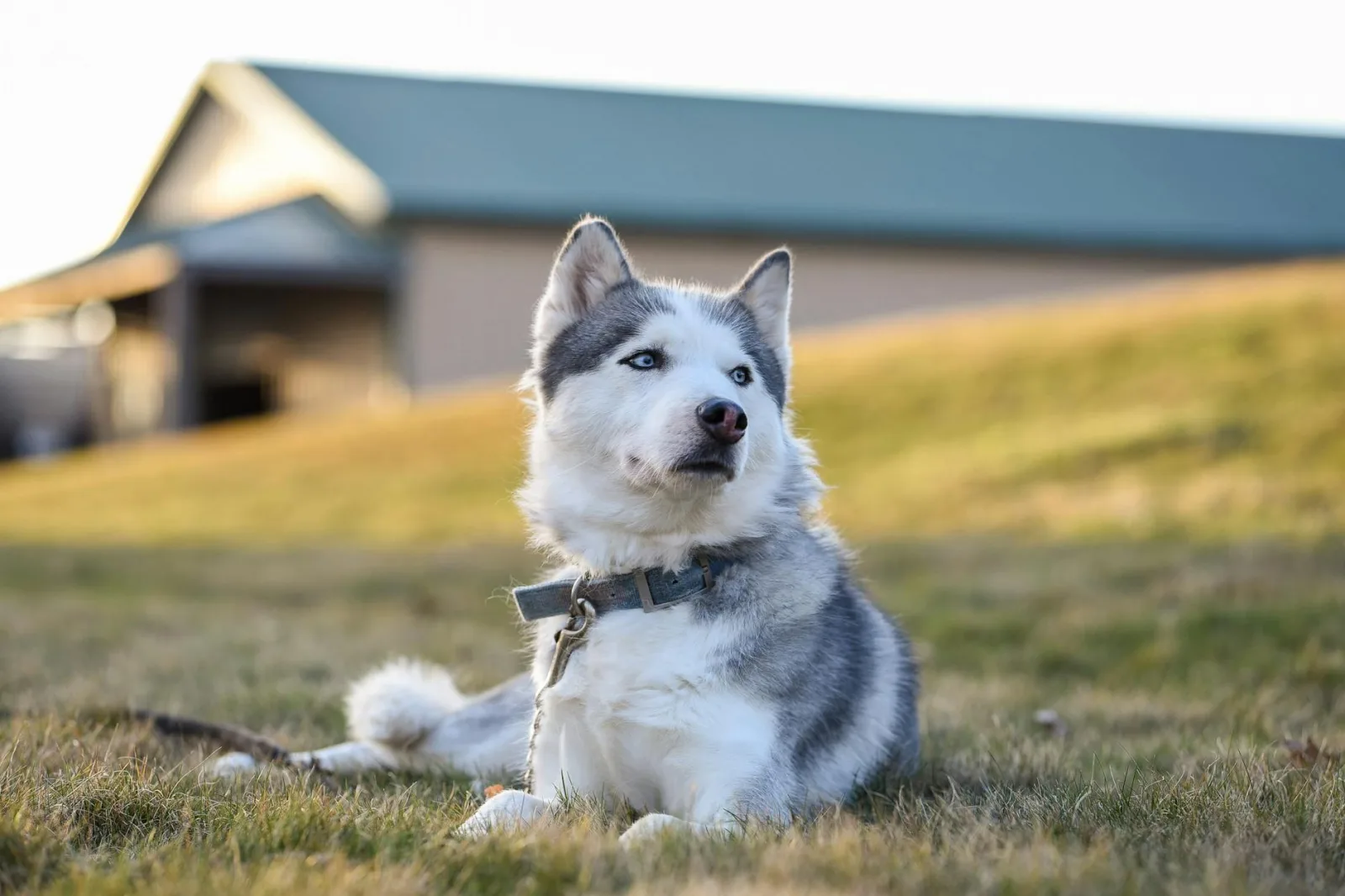 Siberian Husky 10