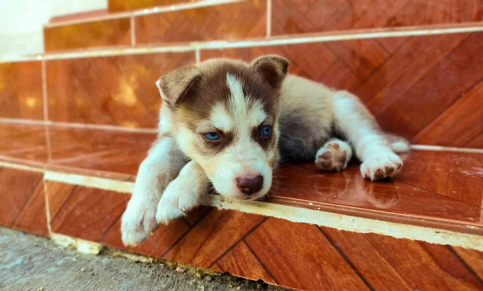 Siberian Husky 2