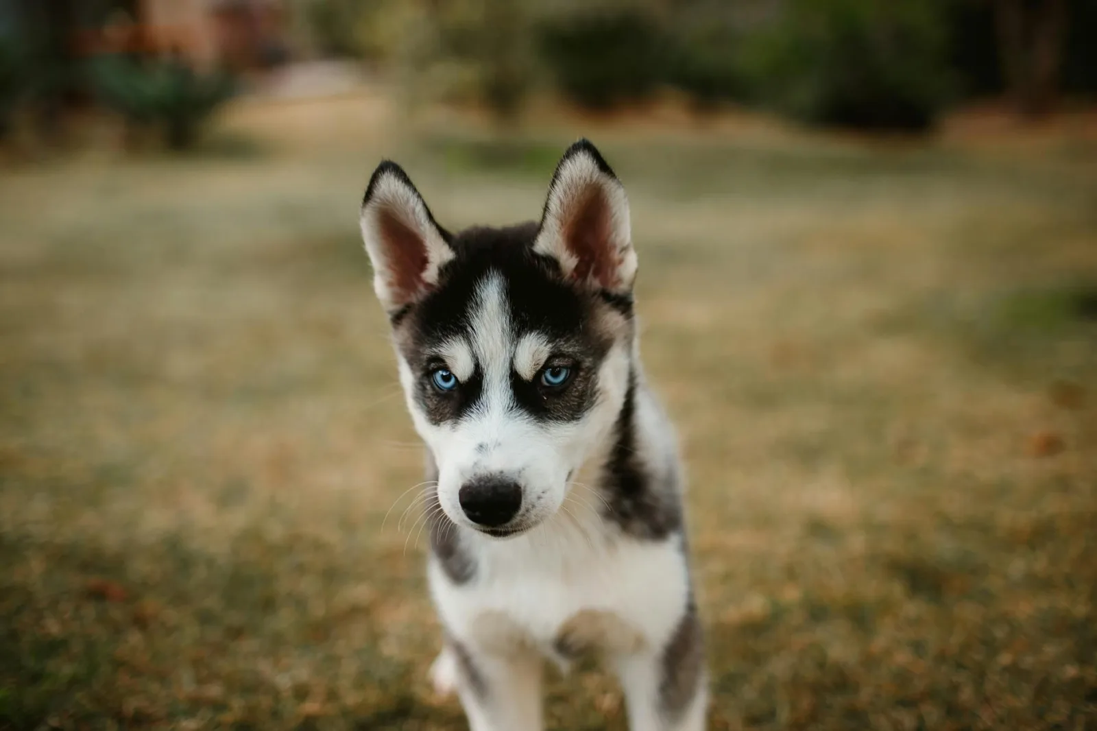 Siberian Husky 3