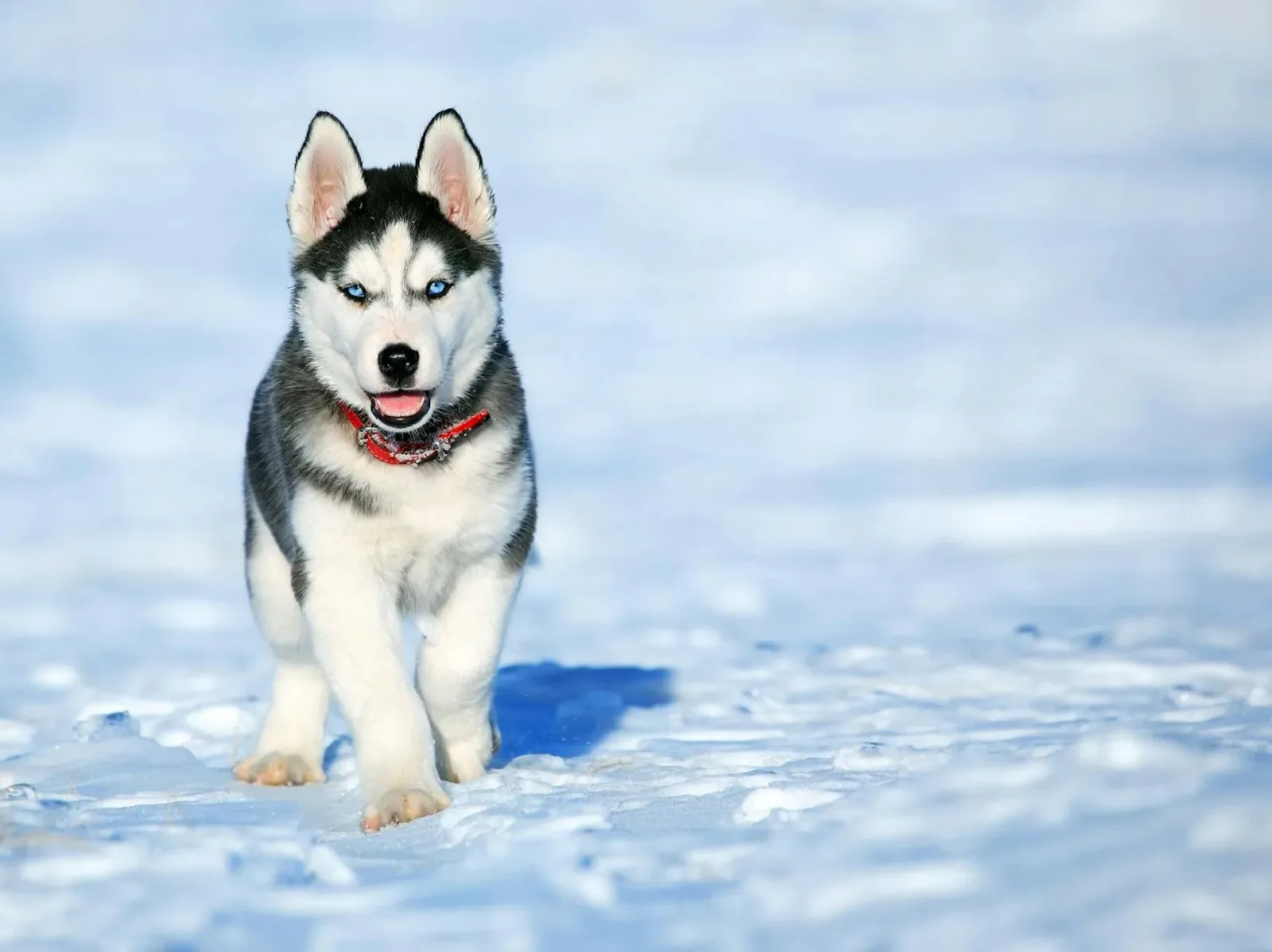 Siberian Husky 4