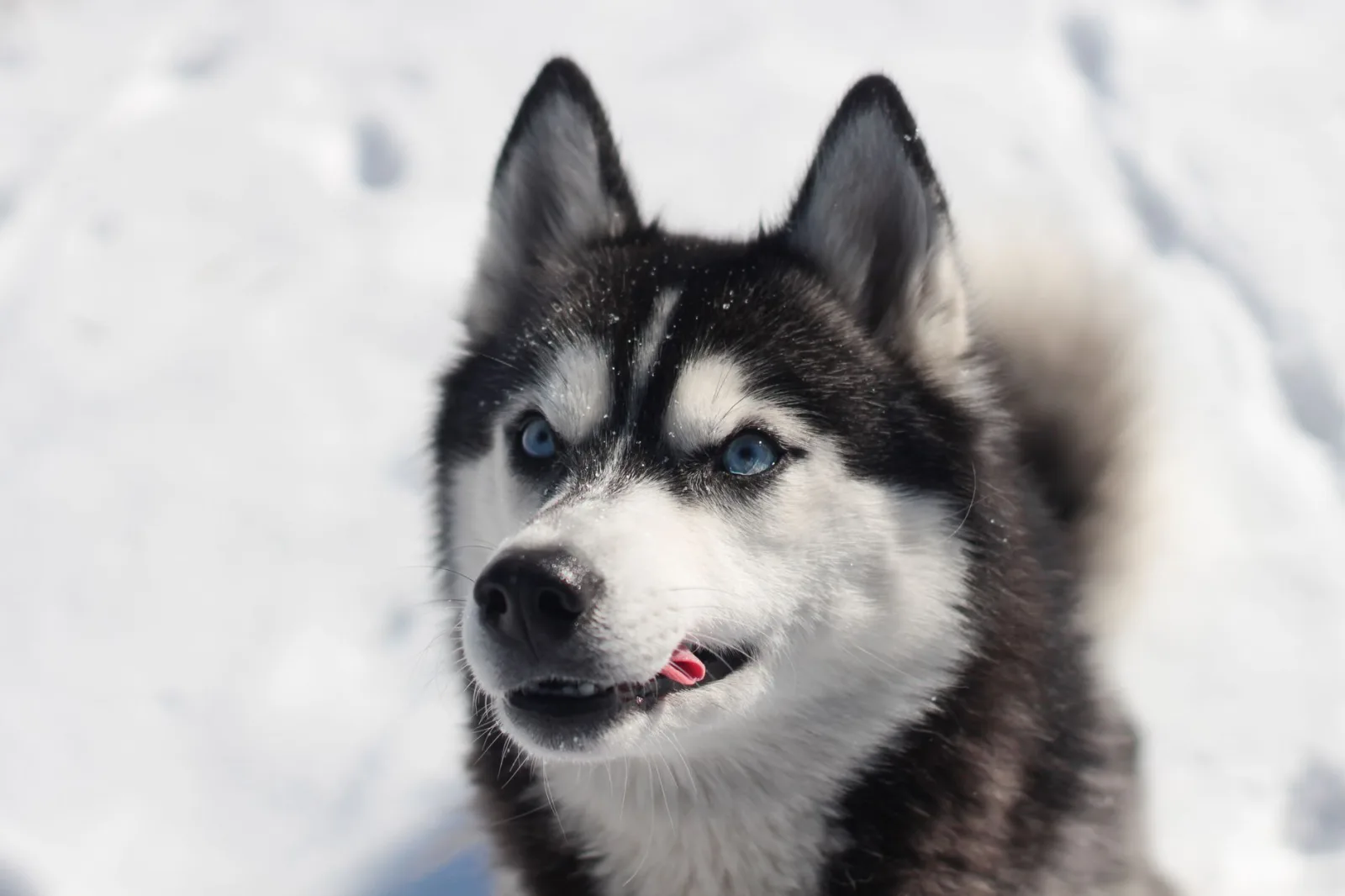 Siberian Husky 5