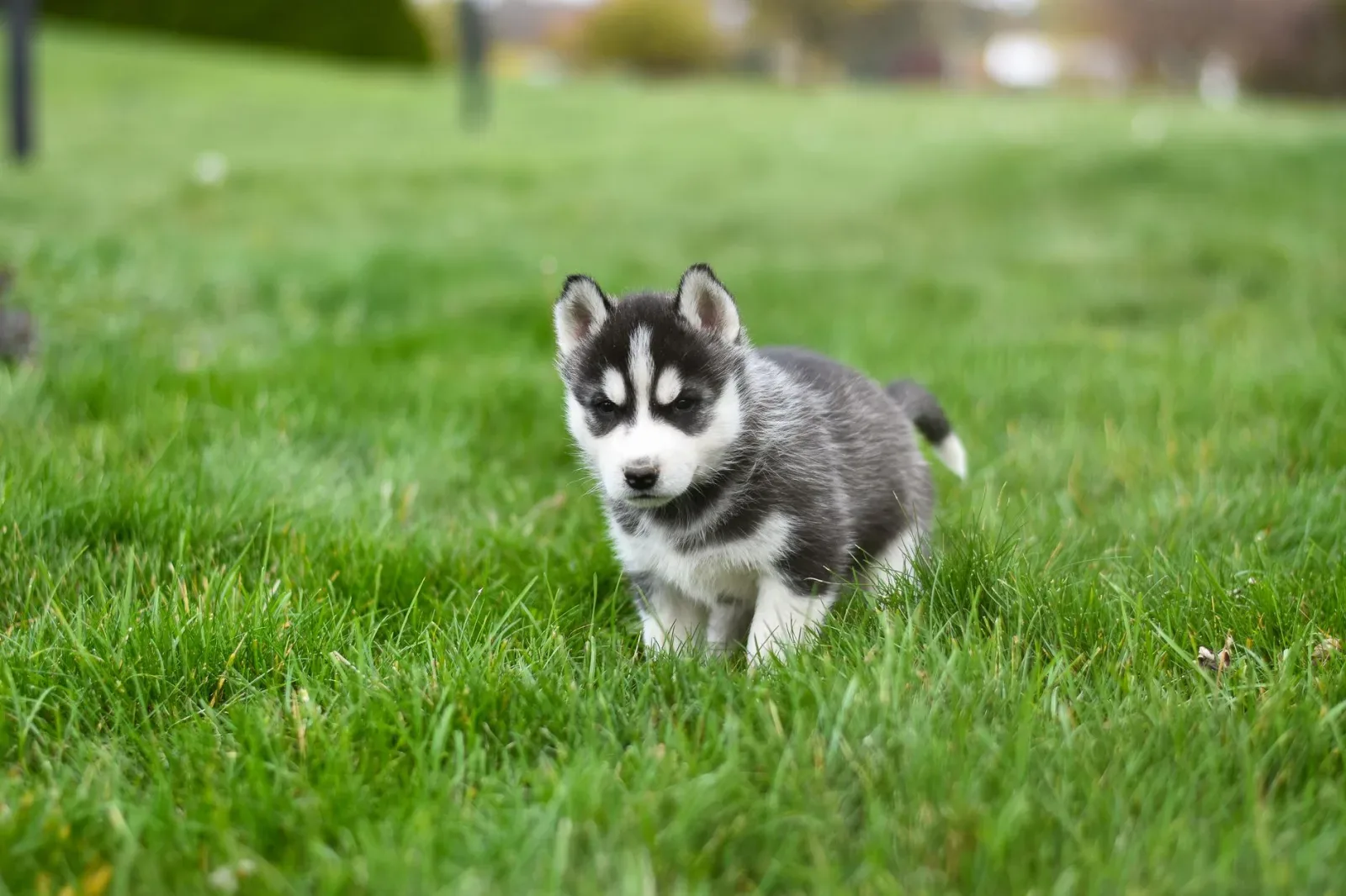 Siberian Husky 6