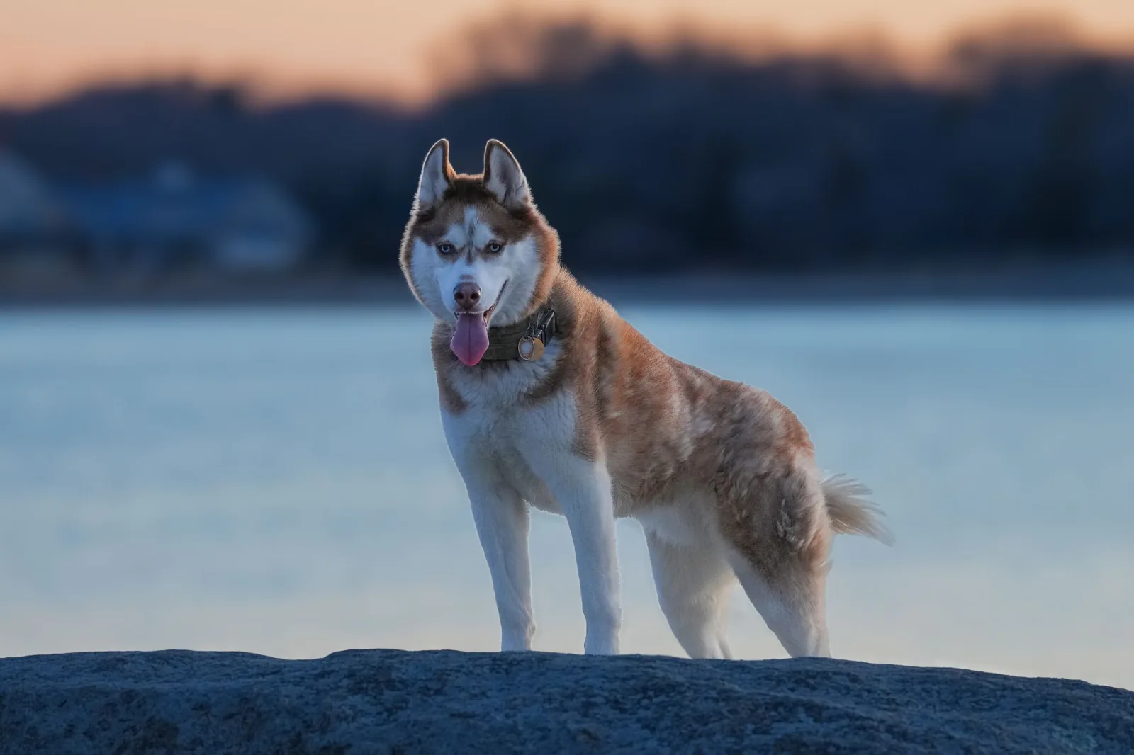 Siberian Husky 7