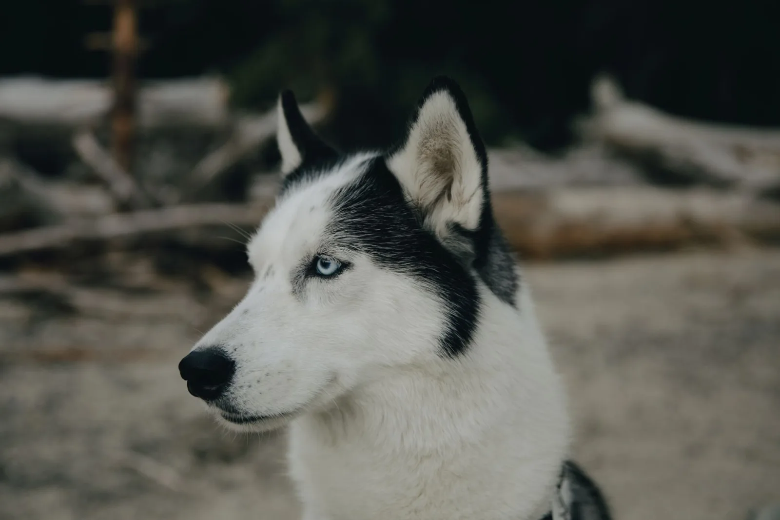Siberian Husky 8