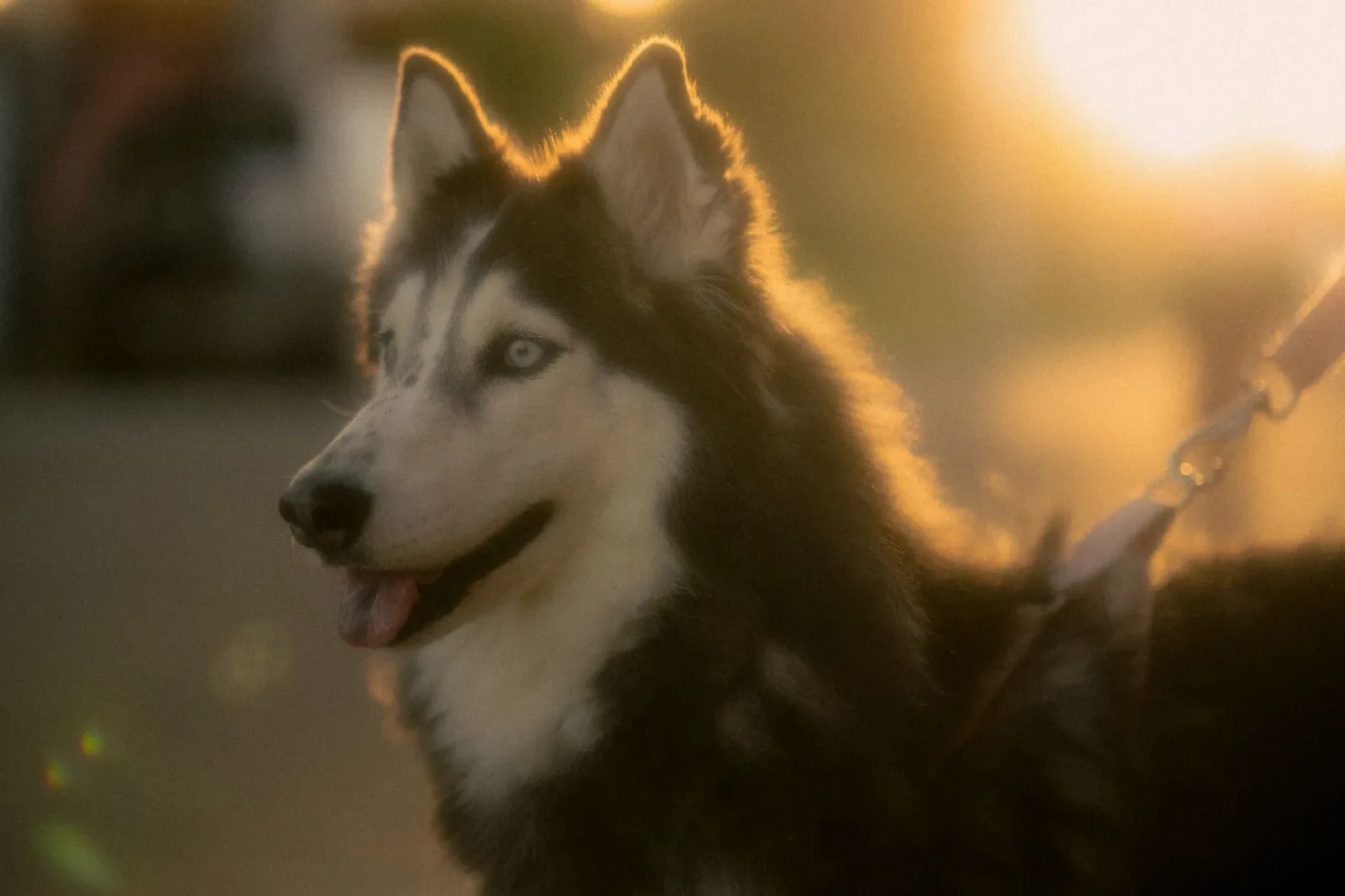 Siberian Husky 9