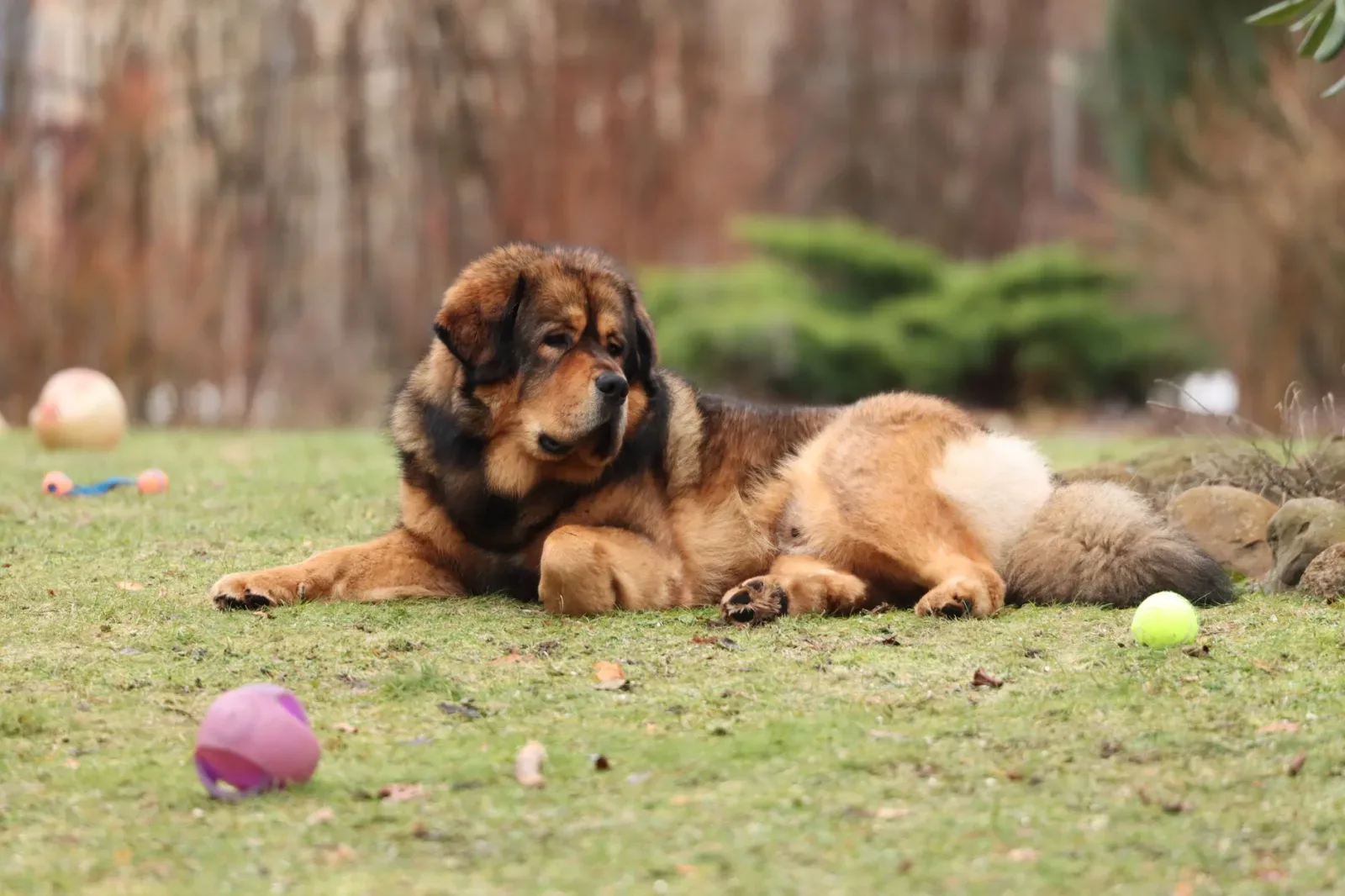 Tibetan Mastiff 1