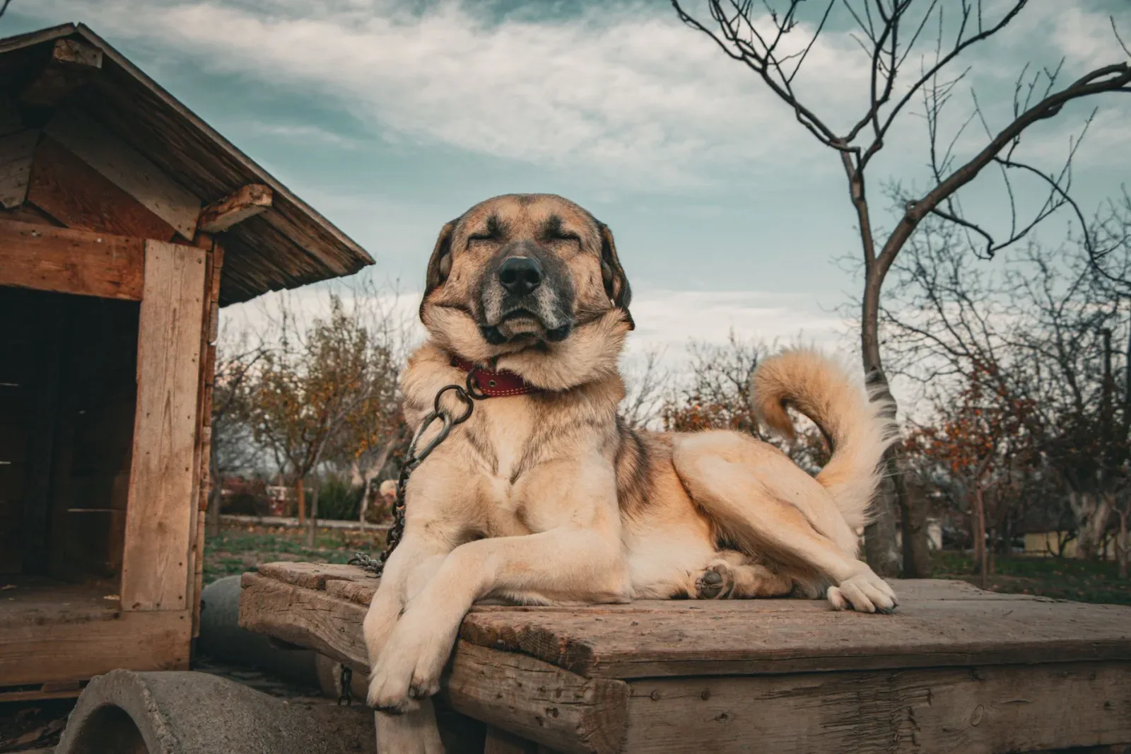 Tibetan Mastiff 10