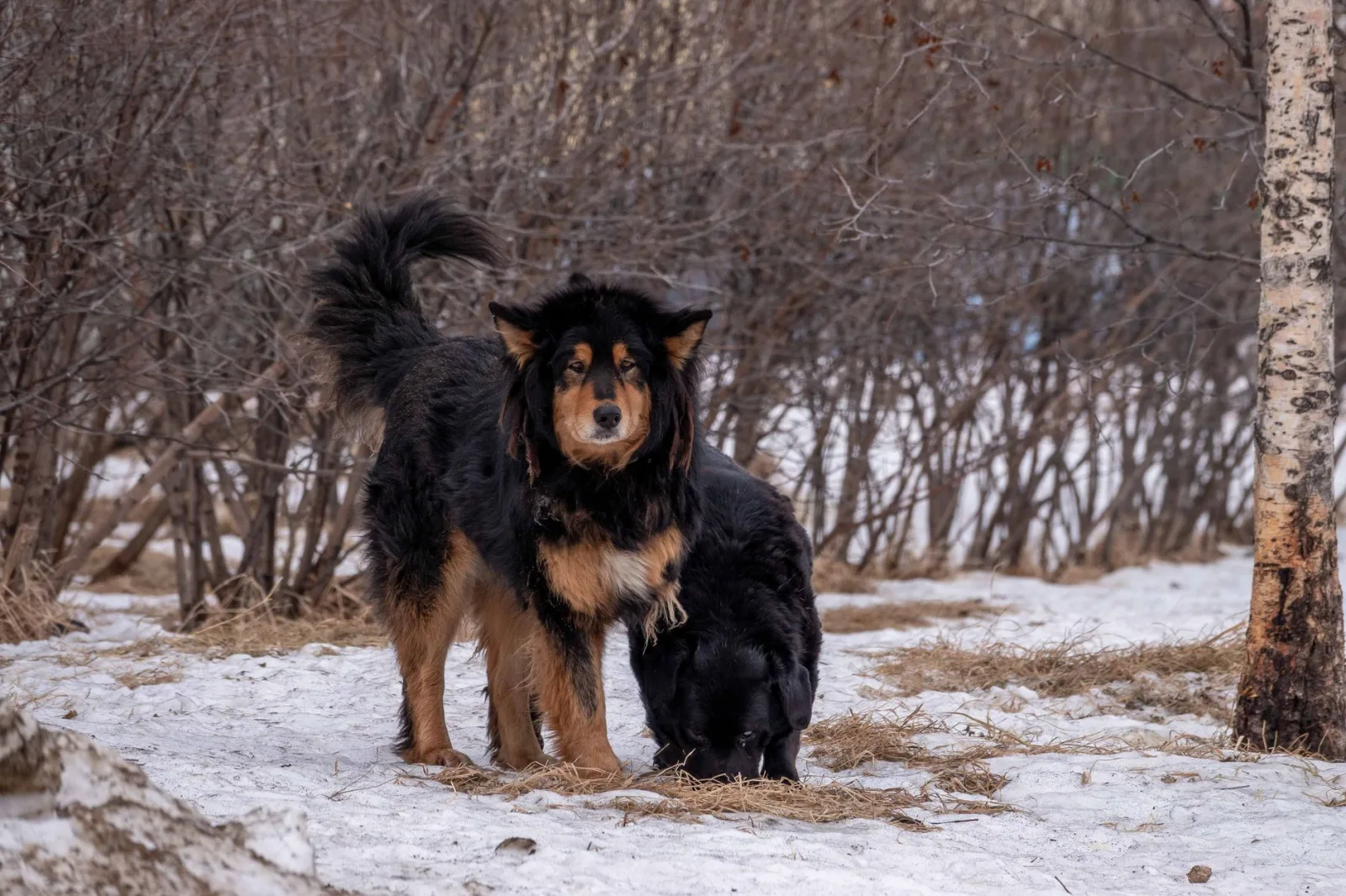 Tibetan Mastiff 2