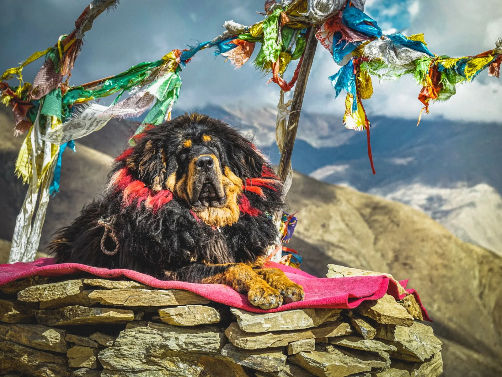 Tibetan Mastiff 3
