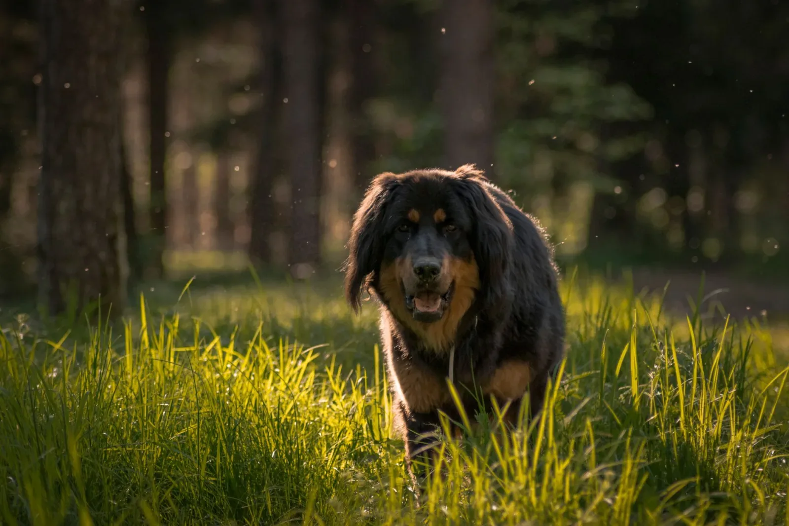 Tibetan Mastiff 4