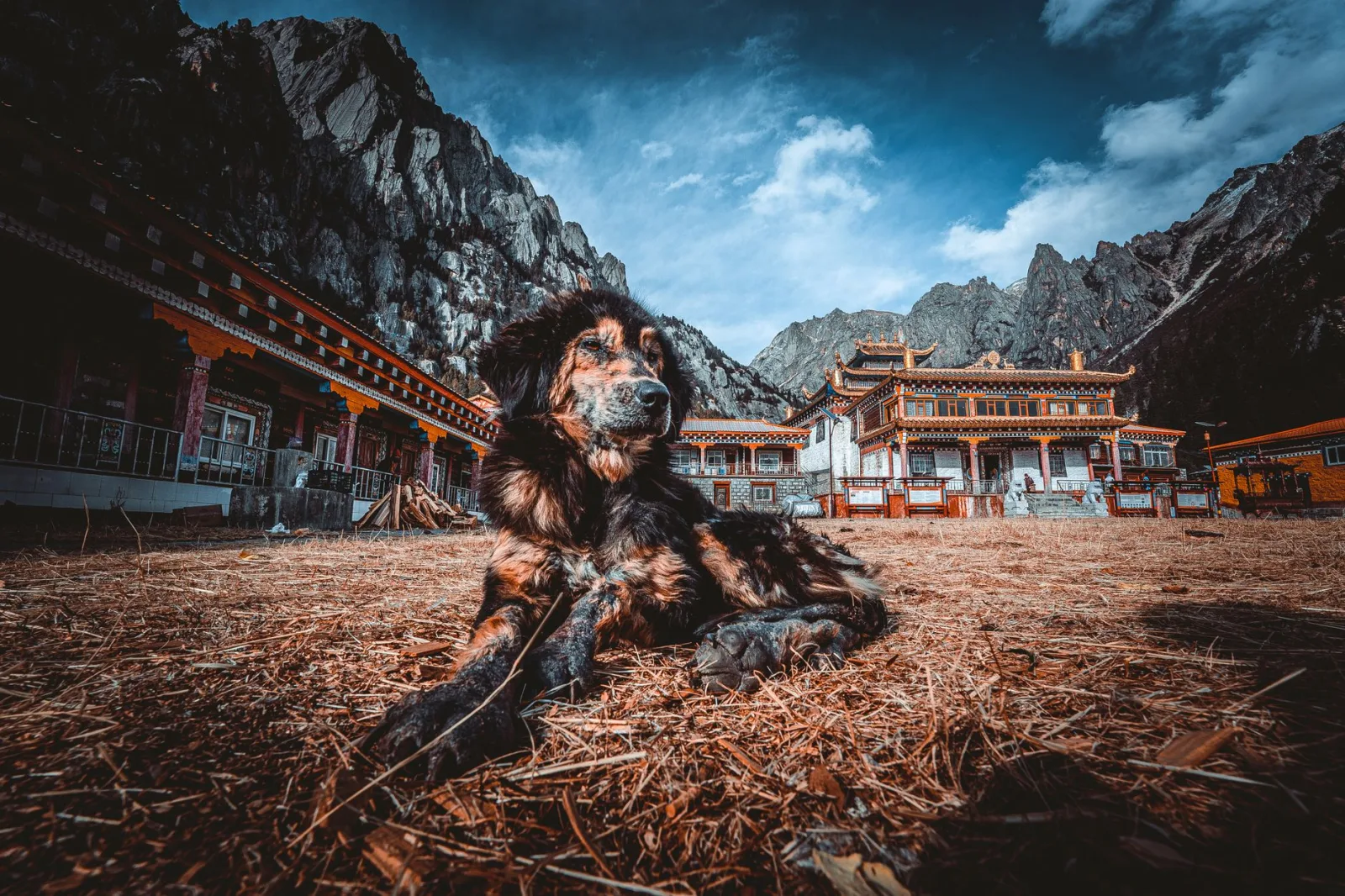 Tibetan Mastiff 5