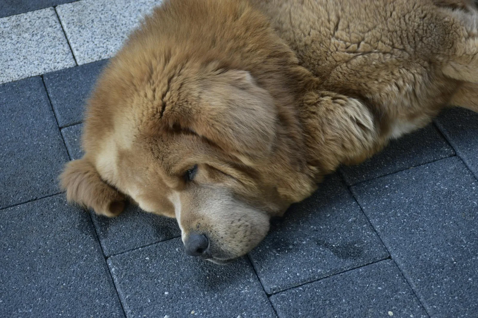 Tibetan Mastiff 6