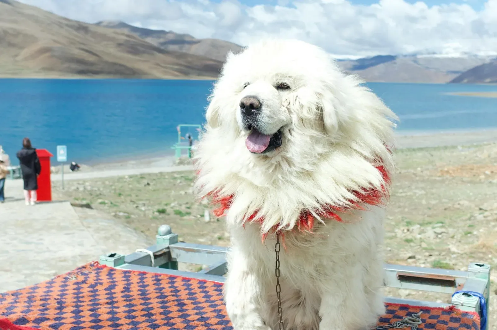 Tibetan Mastiff 7