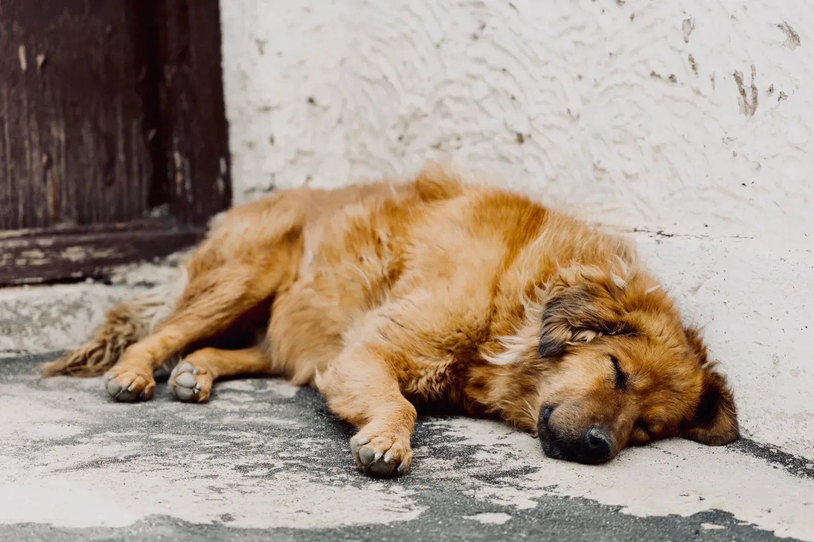 Tibetan Mastiff 8
