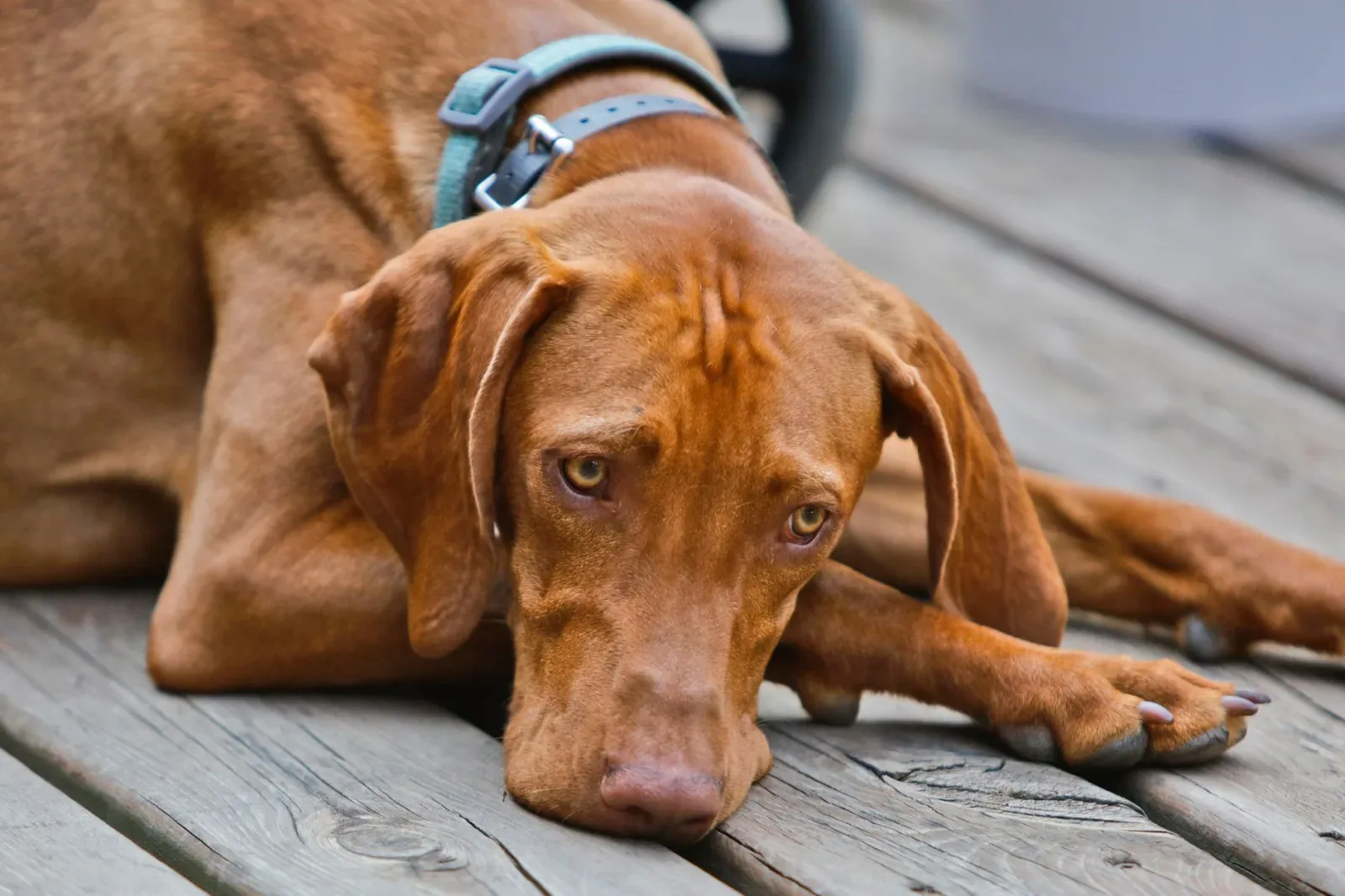 Vizsla 1