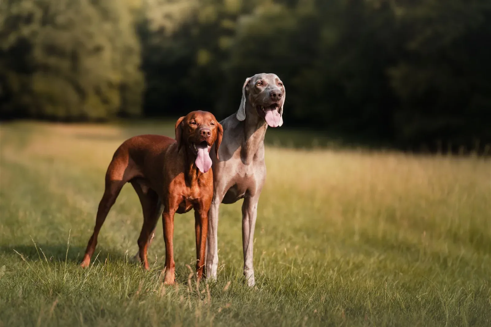 Vizsla 2
