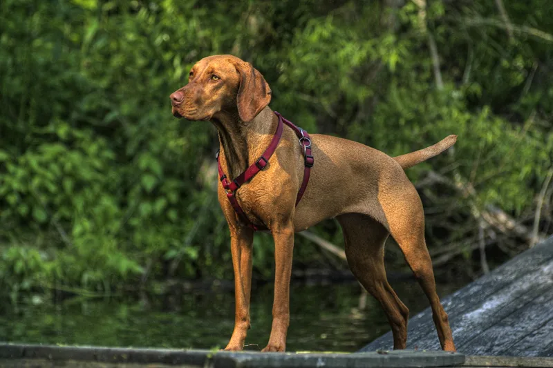 Vizsla 3