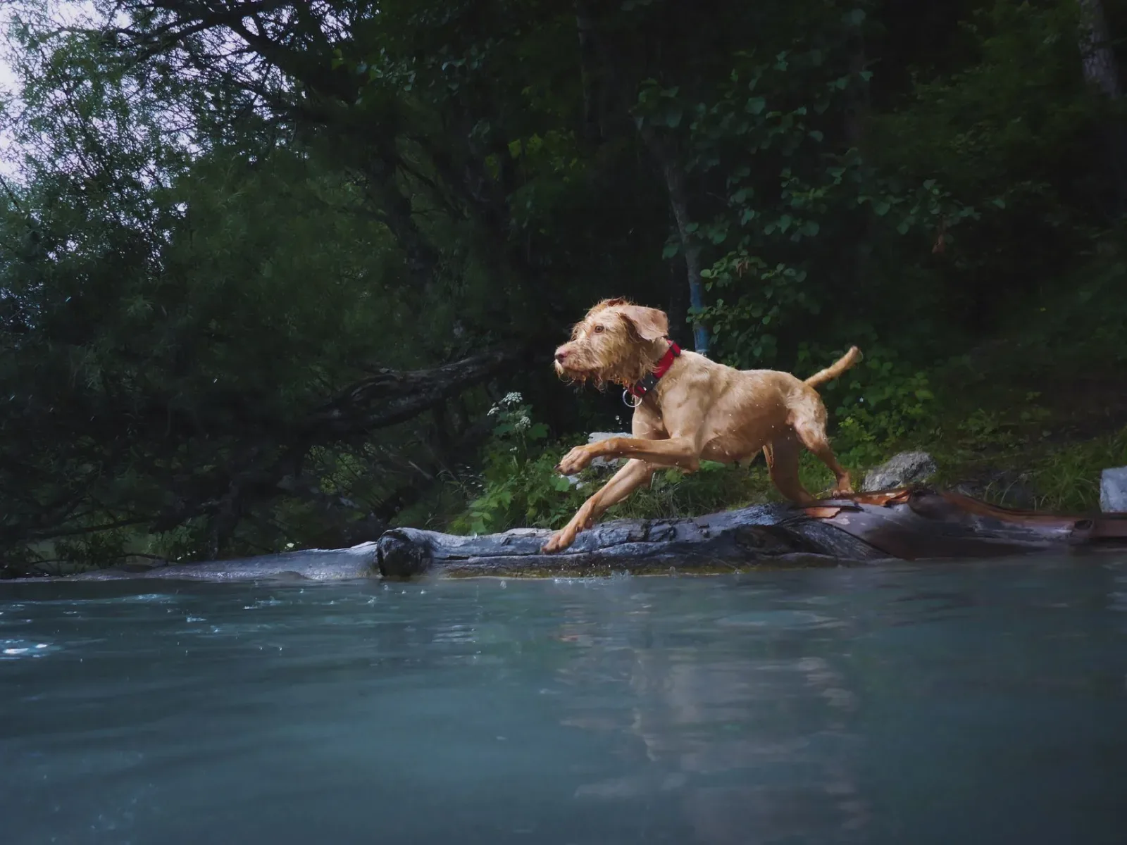 Vizsla 4