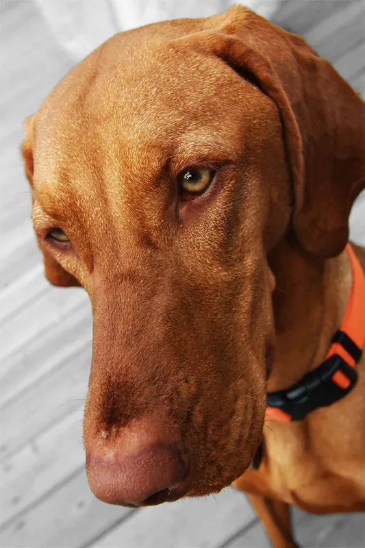 Vizsla 5