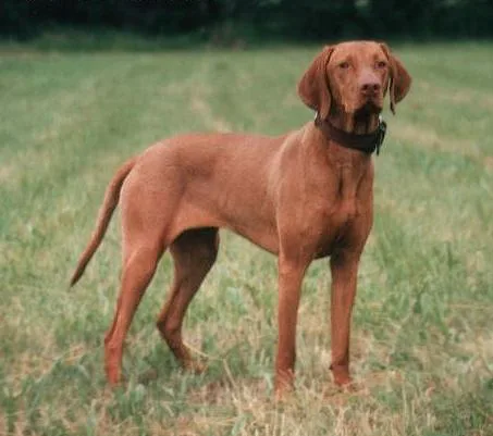 Vizsla 6