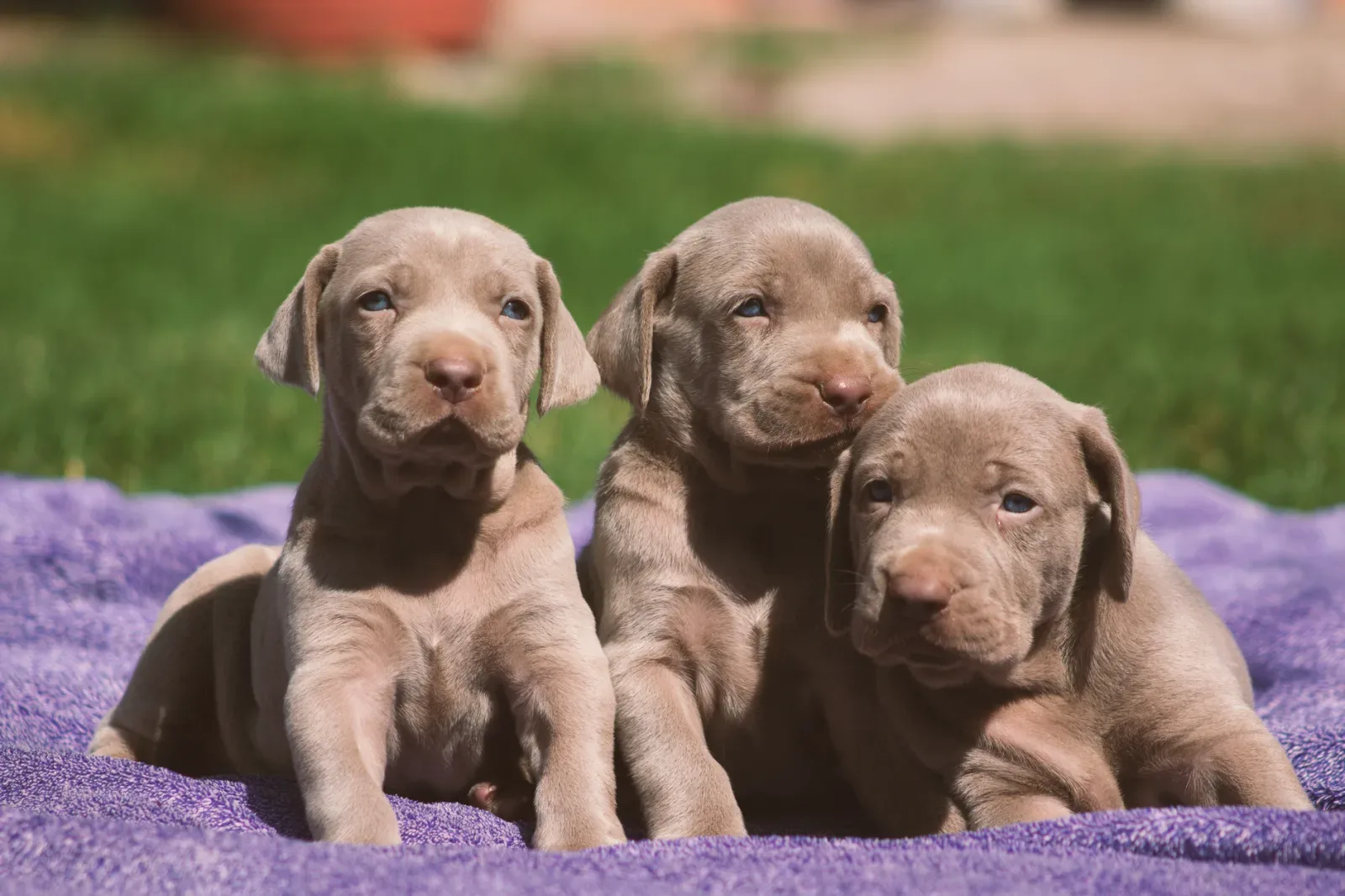 Weimaraner 1