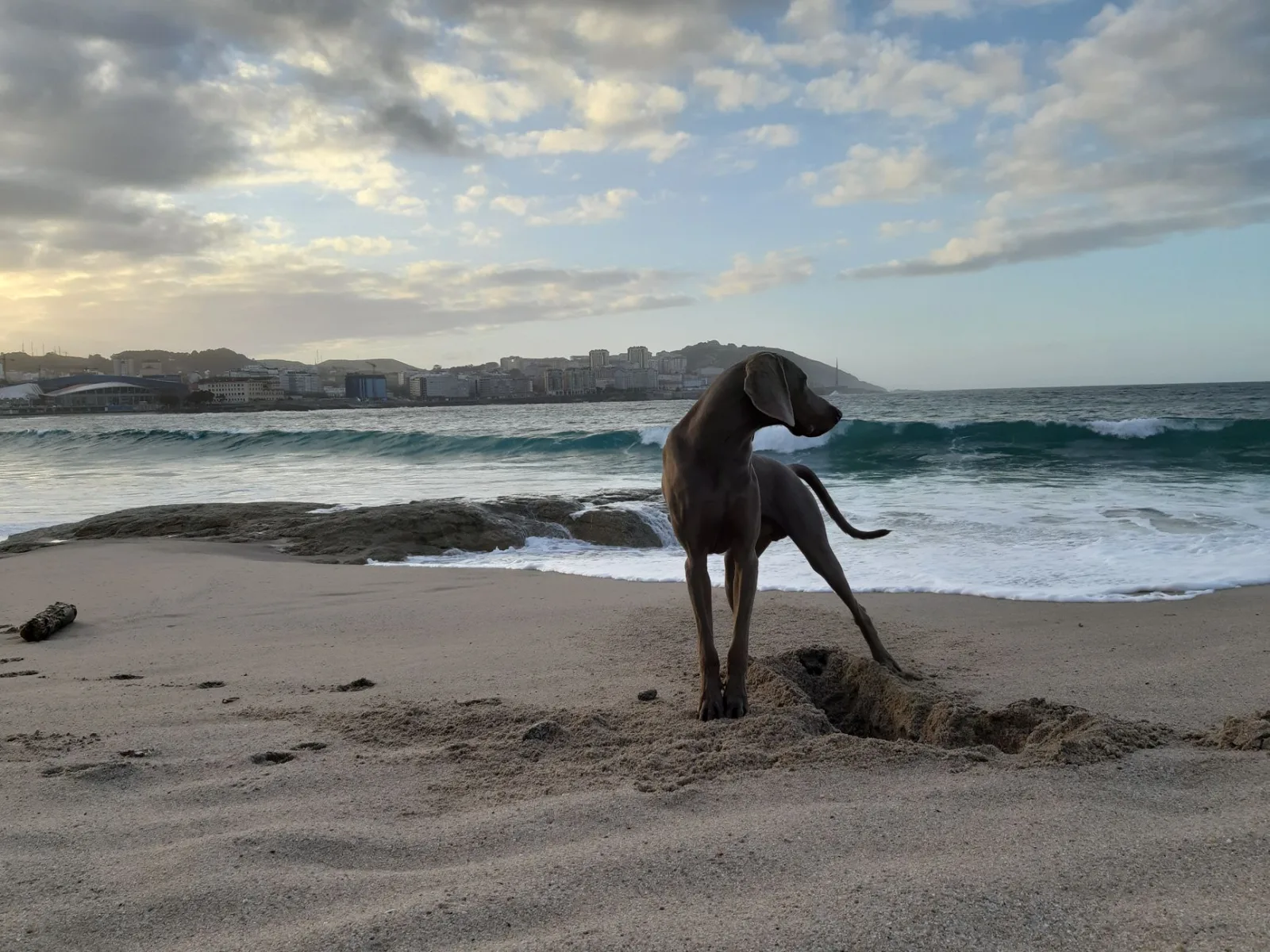 Weimaraner 10