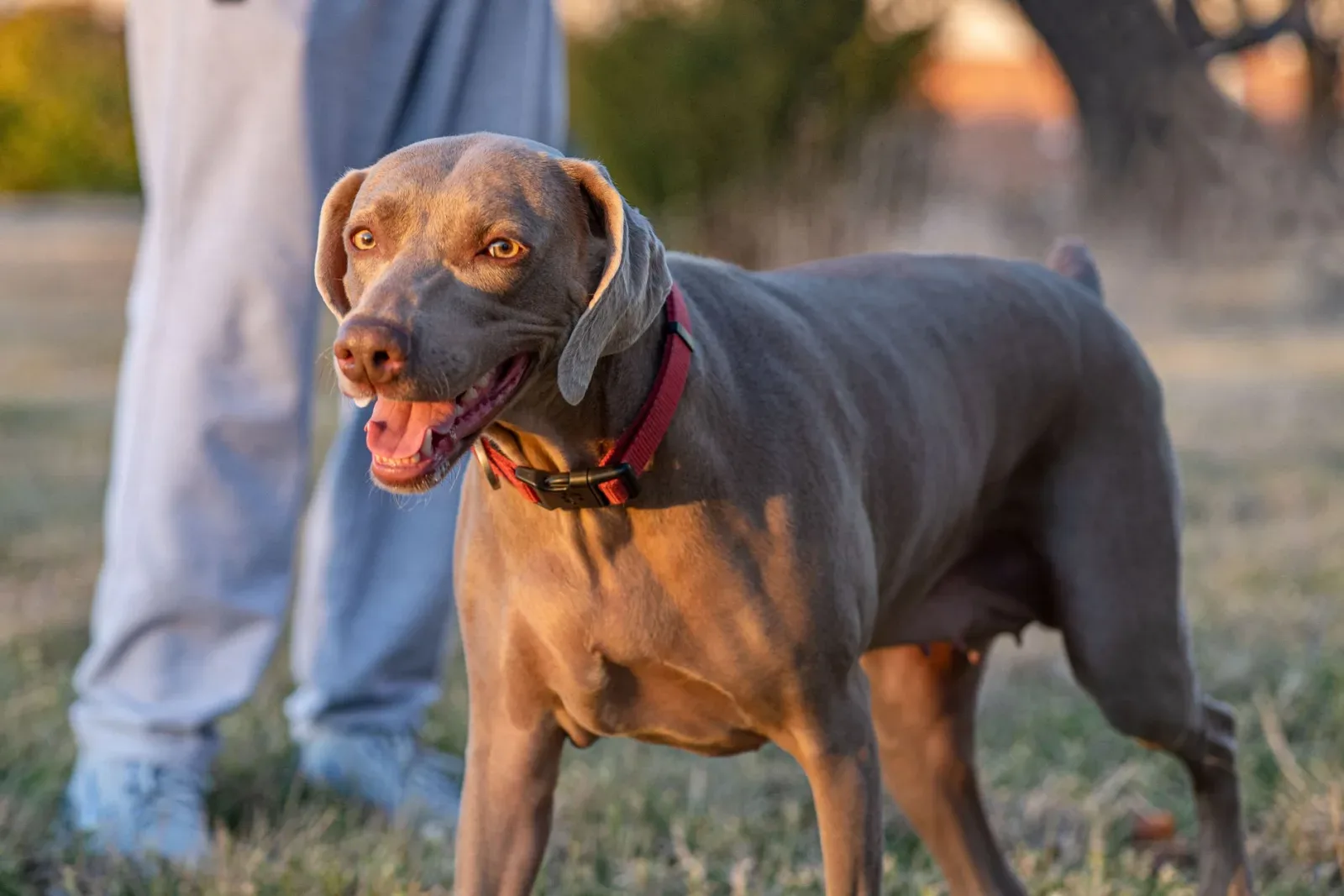 Weimaraner 3