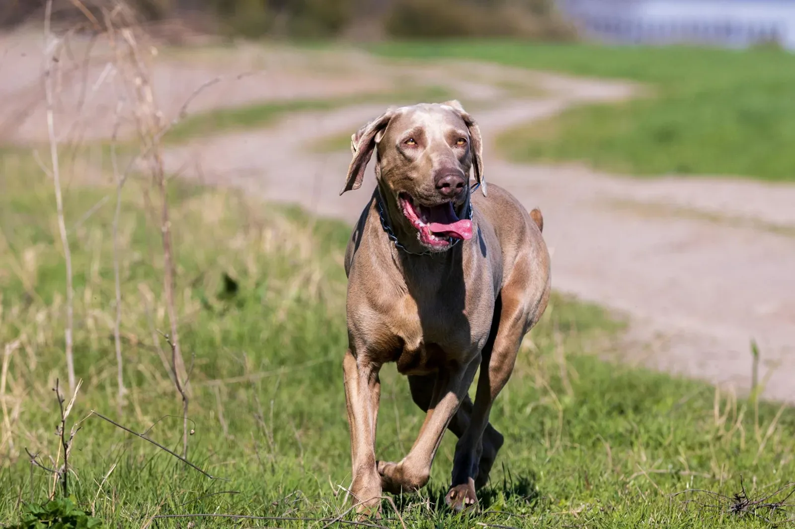 Weimaraner 4