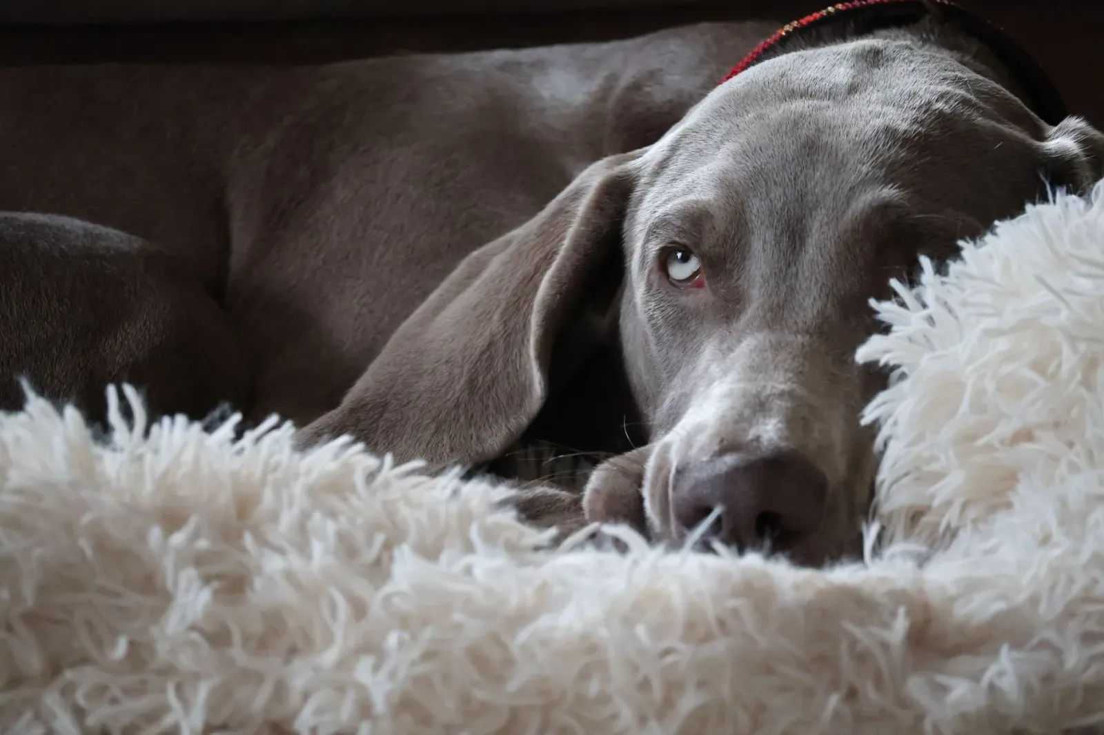 Weimaraner 5