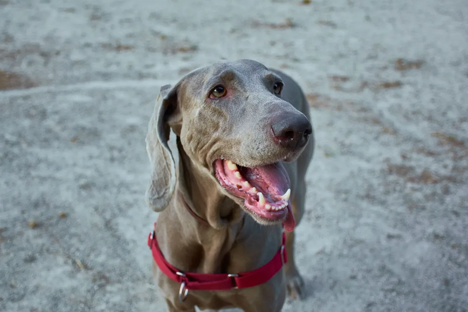 Weimaraner 6