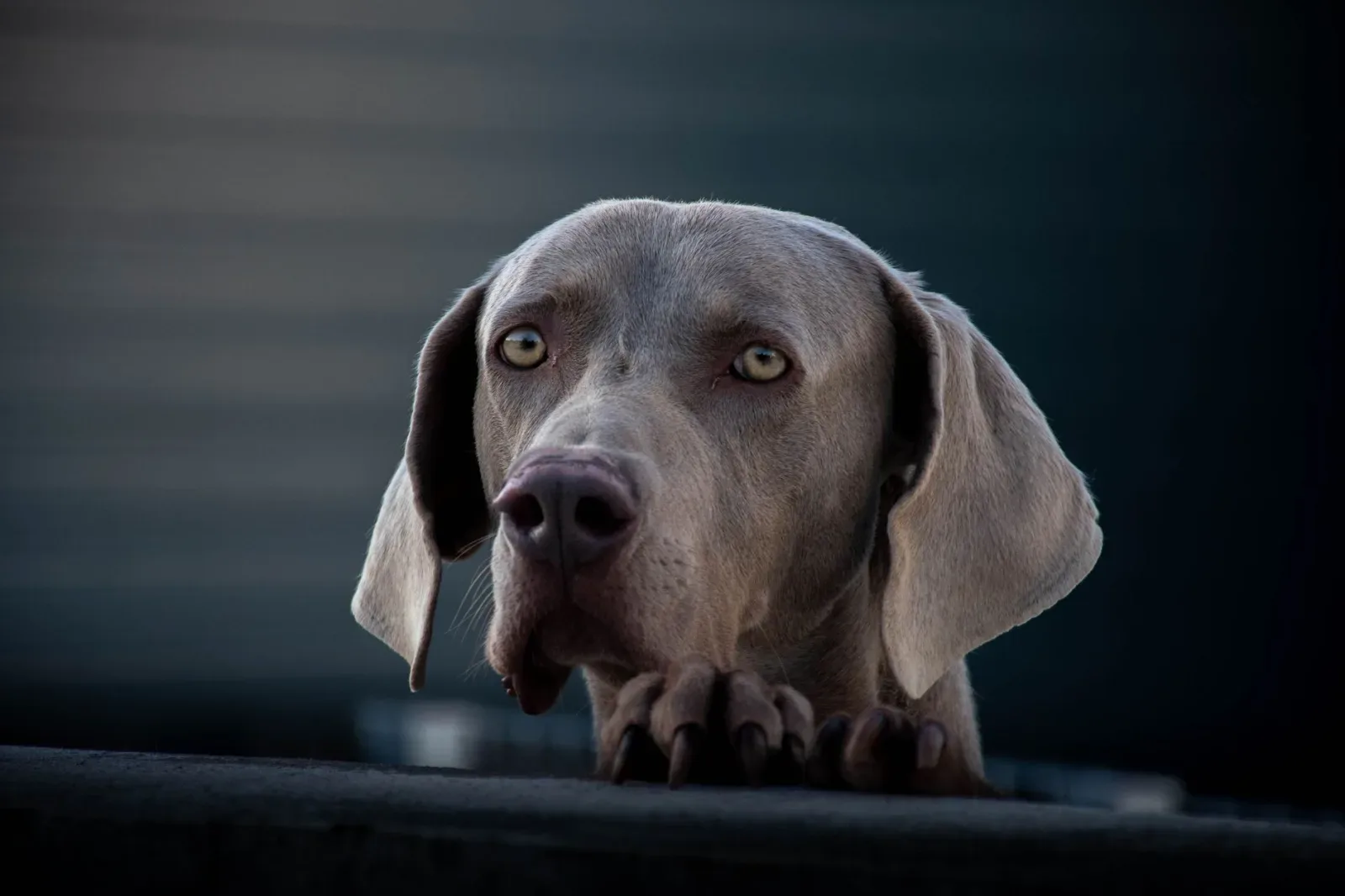 Weimaraner 7