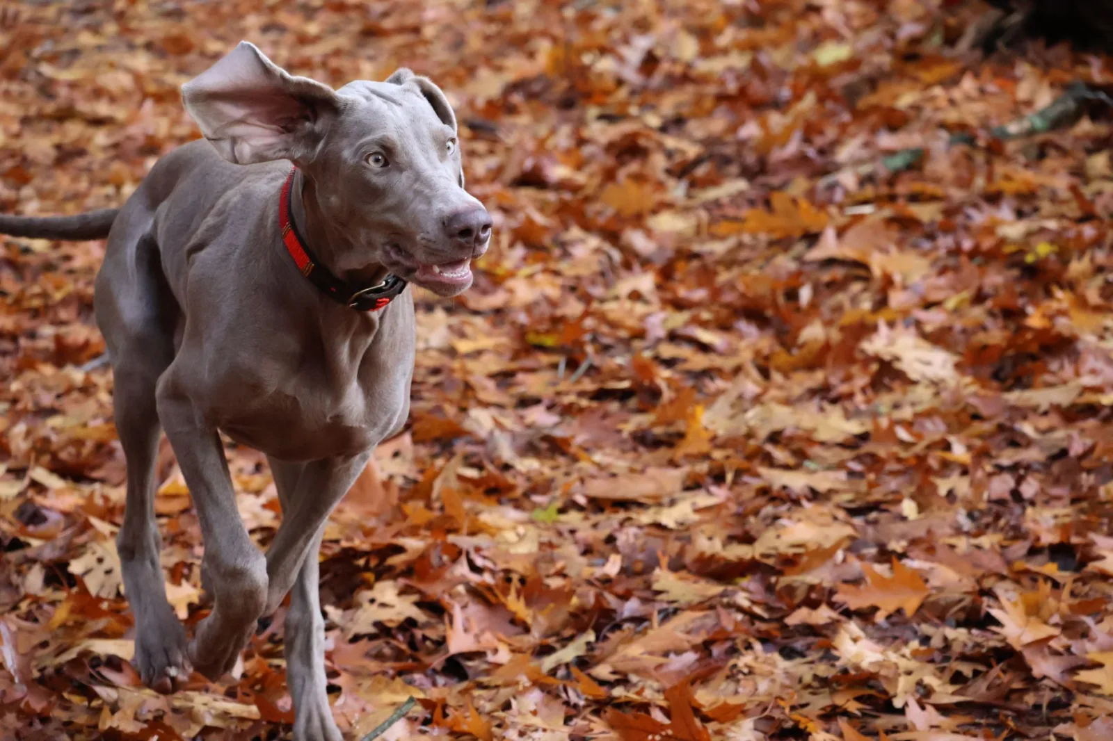Weimaraner 8