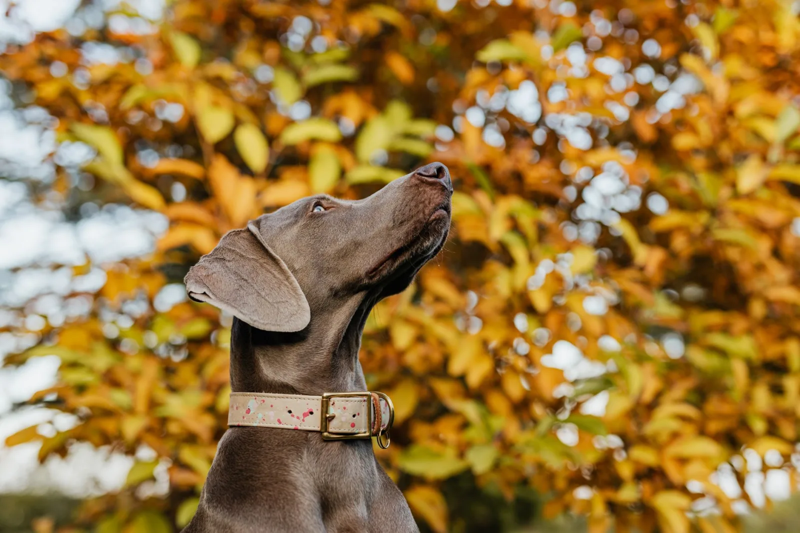 Weimaraner 9