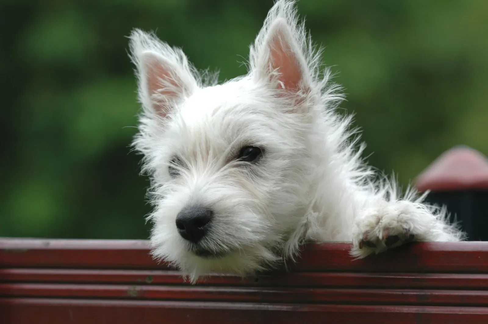 West Highland White Terrier 1