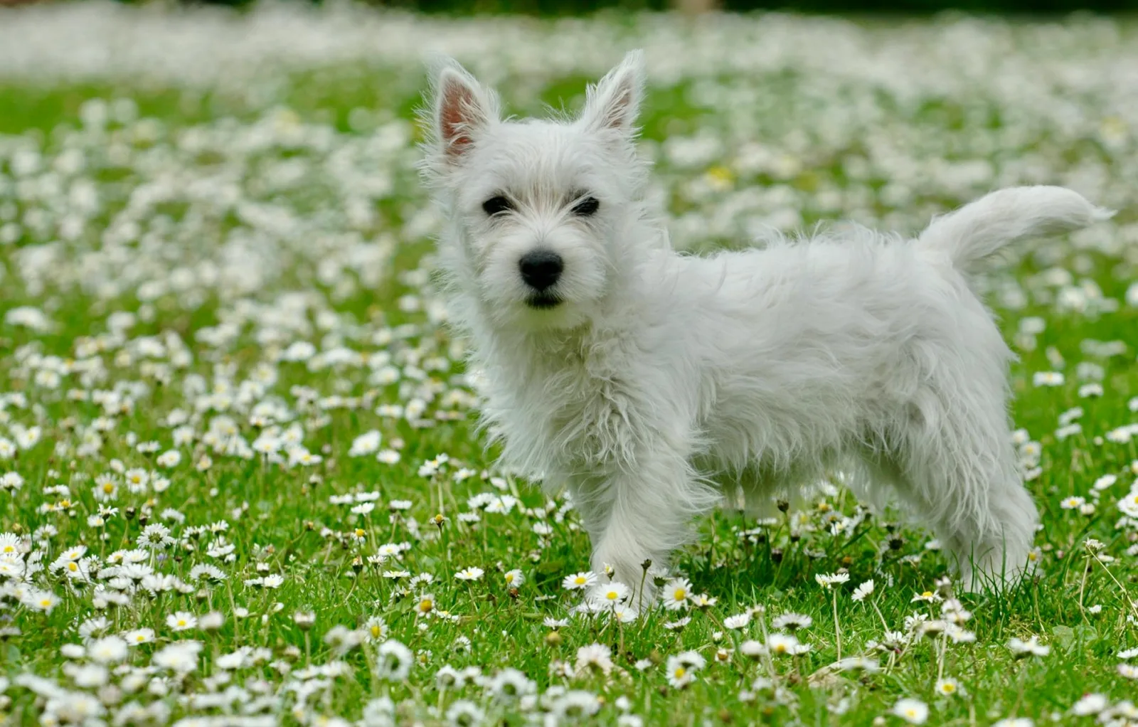 West Highland White Terrier 10