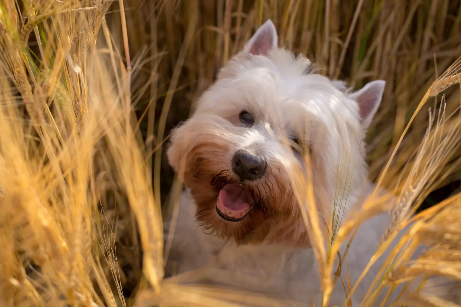 West Highland White Terrier 4
